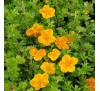 Лапчатка кустарниковая Хоплейс Оранж (Hopleys Orange) С2